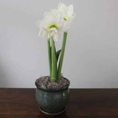 Amaryllis Plant