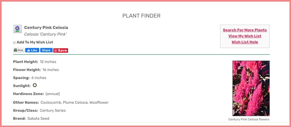 Plant Finder search result for Century Pink Celosia screenshot