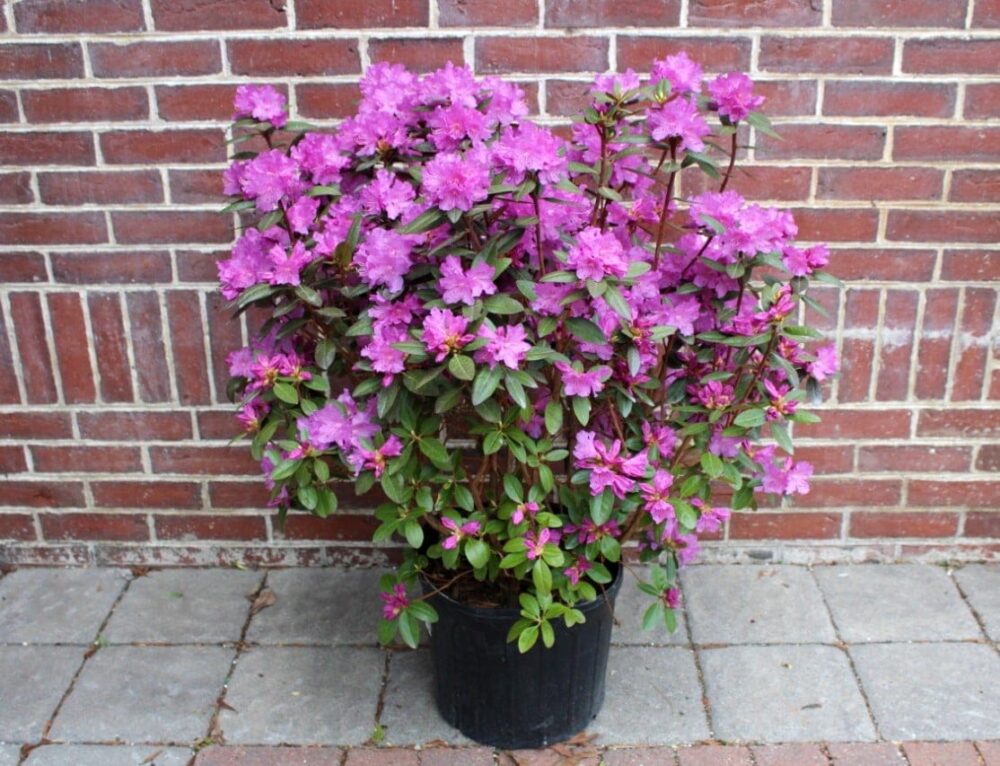 Rhododendron Bush