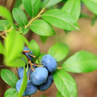 Blueberry Bush