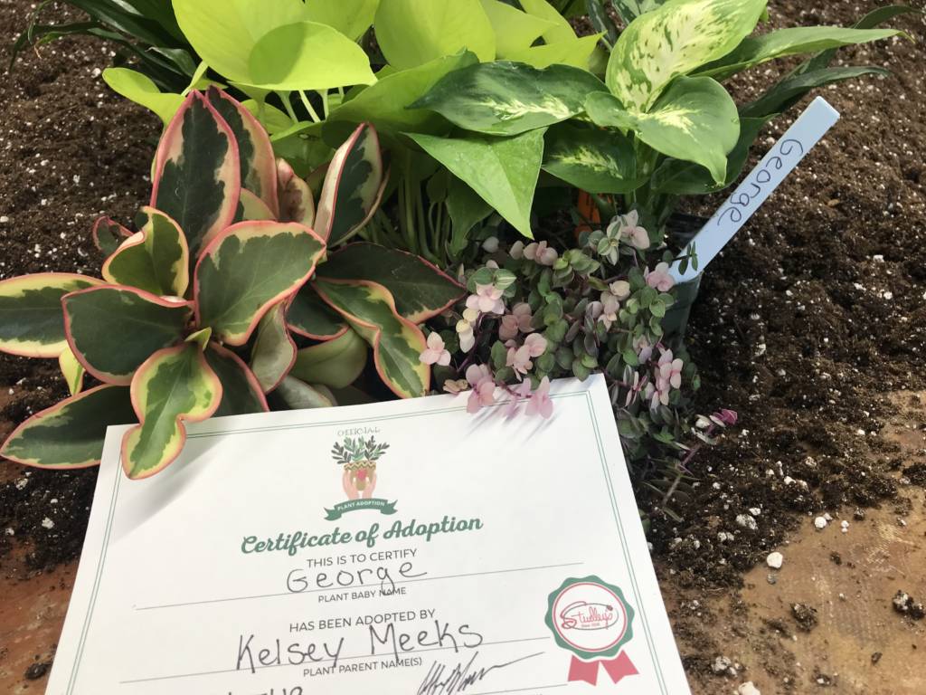 studleys plant adoption certificate on potting bench