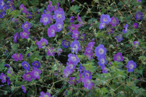 blue flowers of Rozanne cranesbill