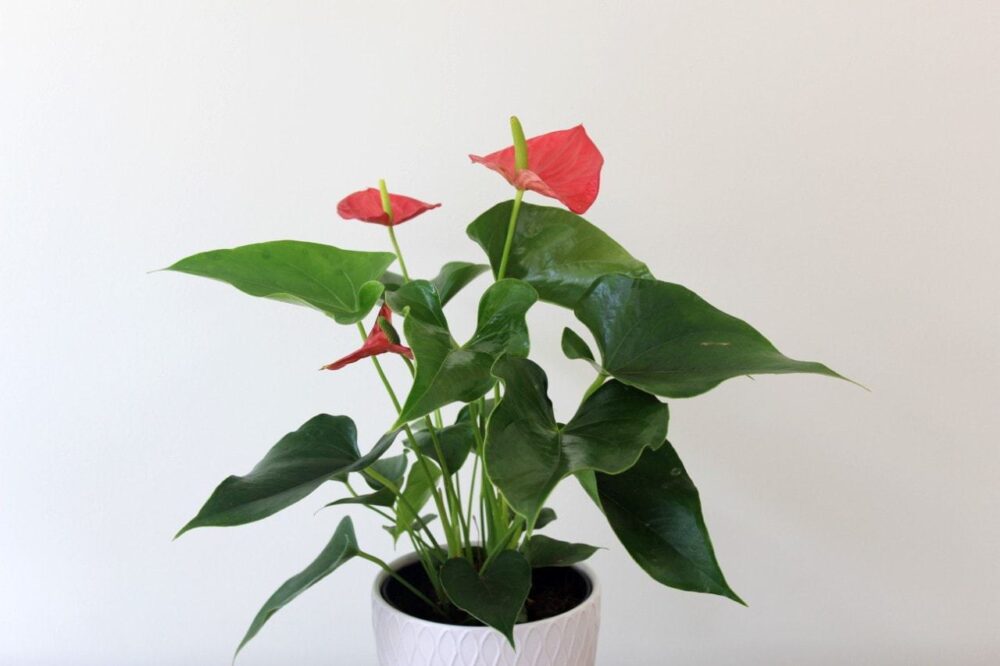 Anthurium Plant