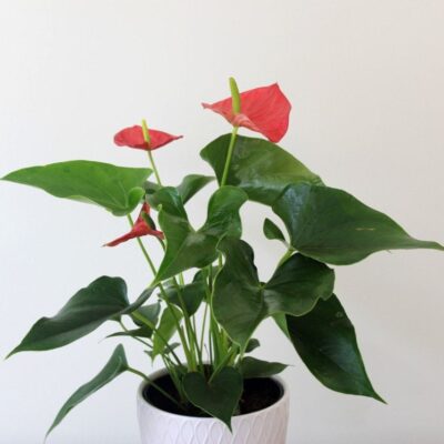 Anthurium Plant