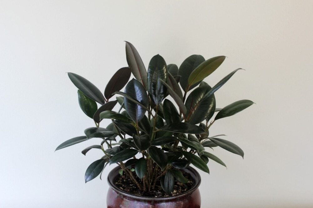 Burgundy Rubber Plant