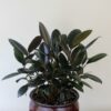 Burgundy Rubber Plant