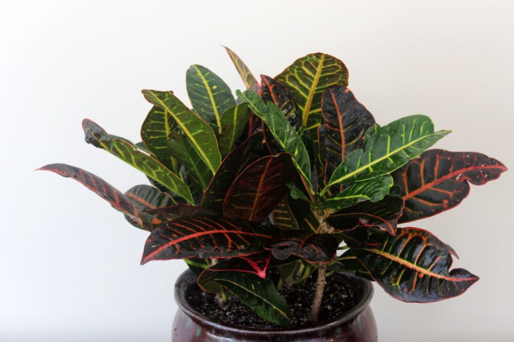 Croton Petra Plant