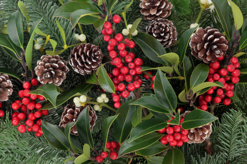 holiday greens holly winterberry mistletoe pinecones