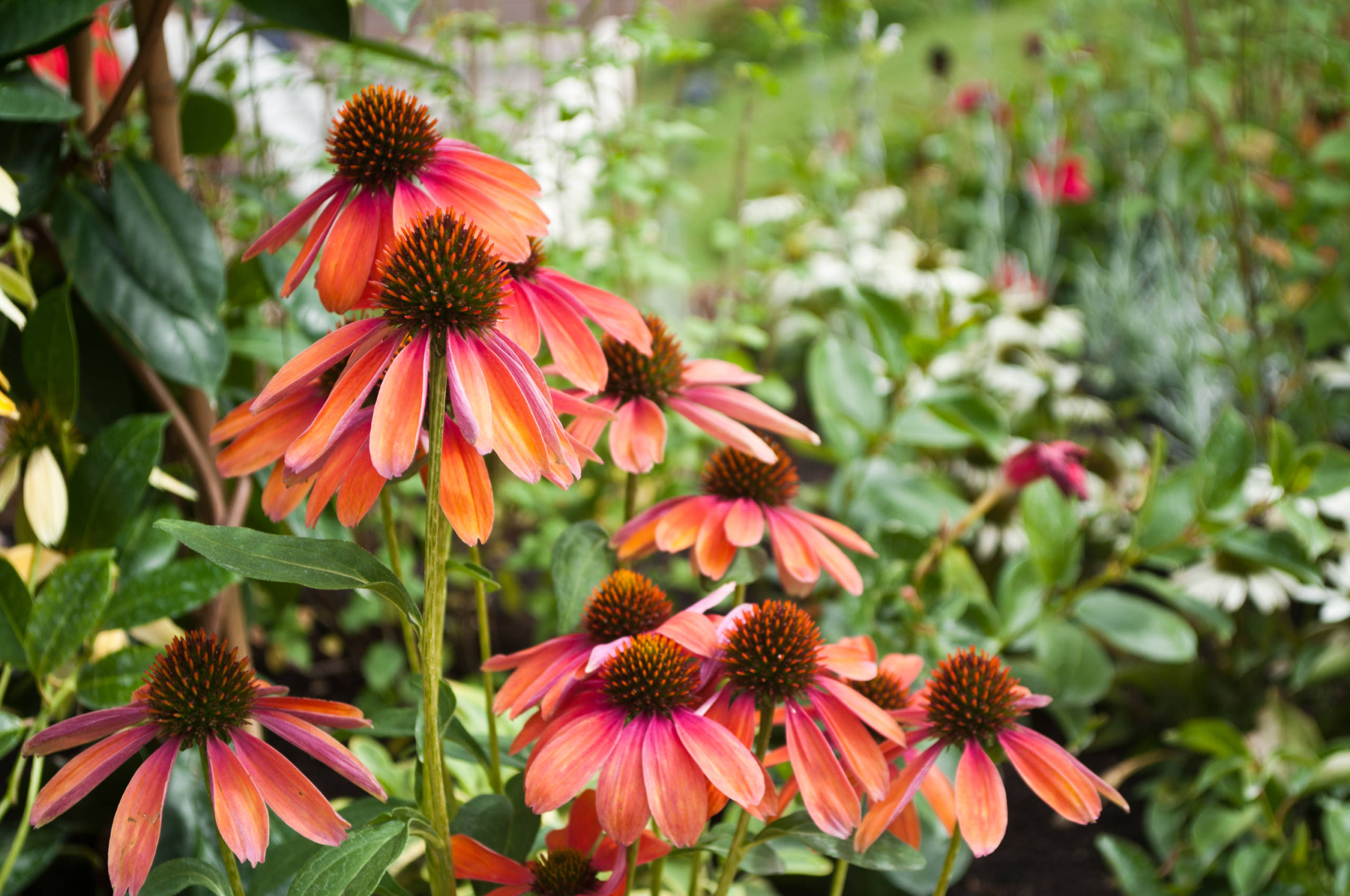 Title Top Garden Picks for 2021 Studley's Flower Gardens