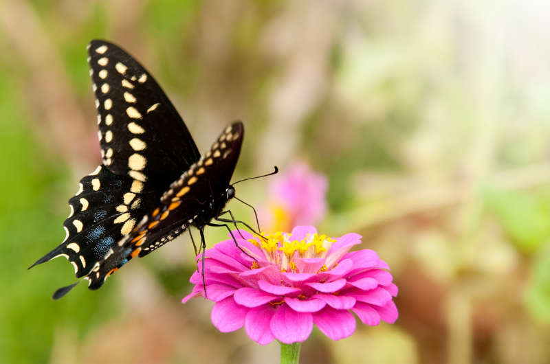 black swallow tail butterfly in the garden