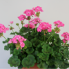 Pink Geranium