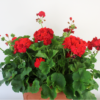 Red Geranium