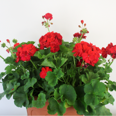 Red Geranium