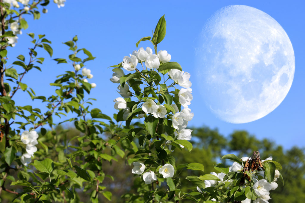 full moon garden with white flowers