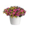 Lip Sync Trixi® Container Garden