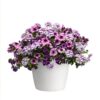 Starlight Starbright Trixi® Container Garden