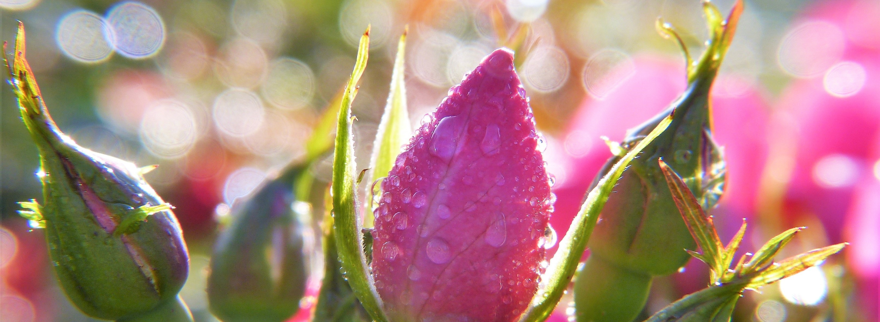 rose bud after rainfall