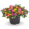 Beach Bound Container Garden