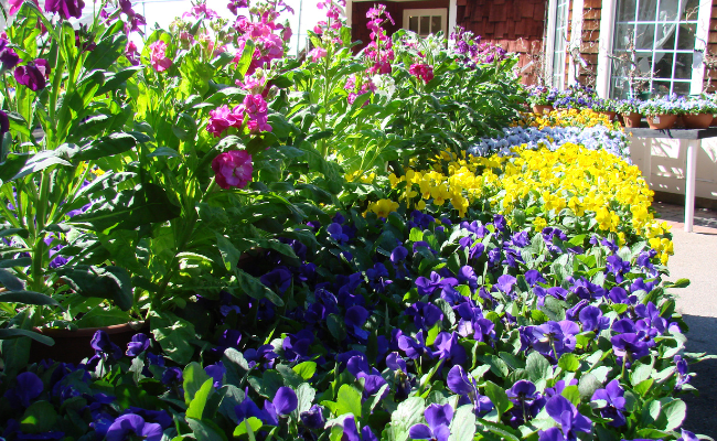 Spring Things Vibrant Flowers outdoors