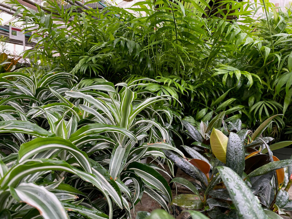 lush green foliage