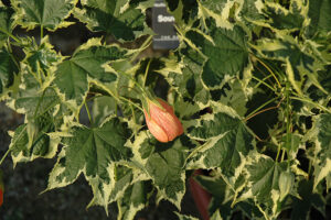 Souvenir de Bonn Flowering Maple