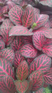 red veined fittonia leaves