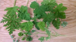 Scented Geranium Collection leaves on wood table