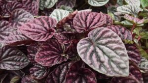 red ripple peperomia leaves