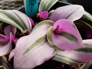 Lilac Tradescantia leaves 