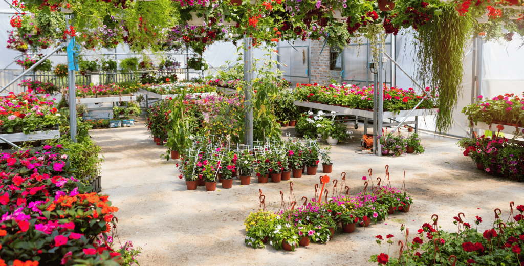 Bright and vibrant greenhouse at Studley’s filled with houseplants and blooming flowers