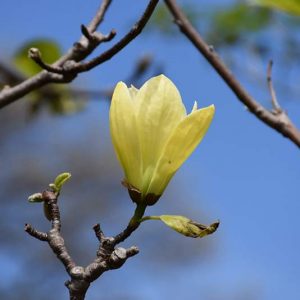 Butterflies Magnolia - New England Grown Spring Trees and Shrubs at Studley's