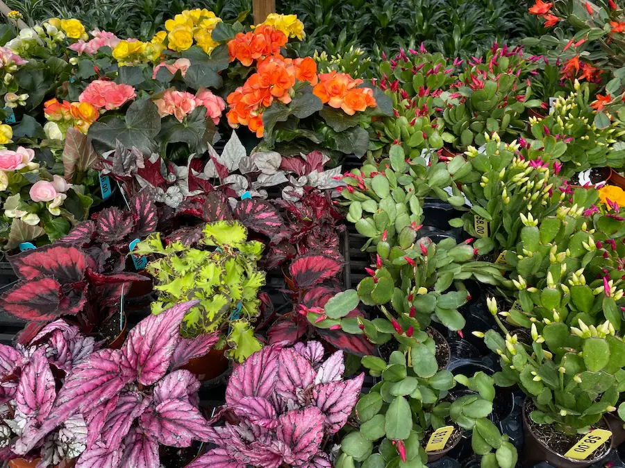 Assortment of plants at Studley's garden center and nursery
