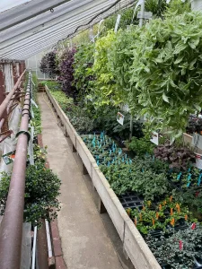 Row of plants at Studley's nursery