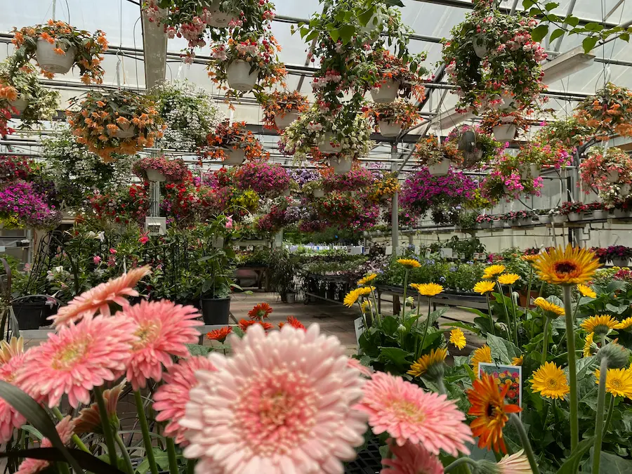 Inside at Studley's garden center