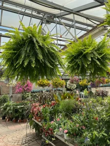 Hanging plants in garden center