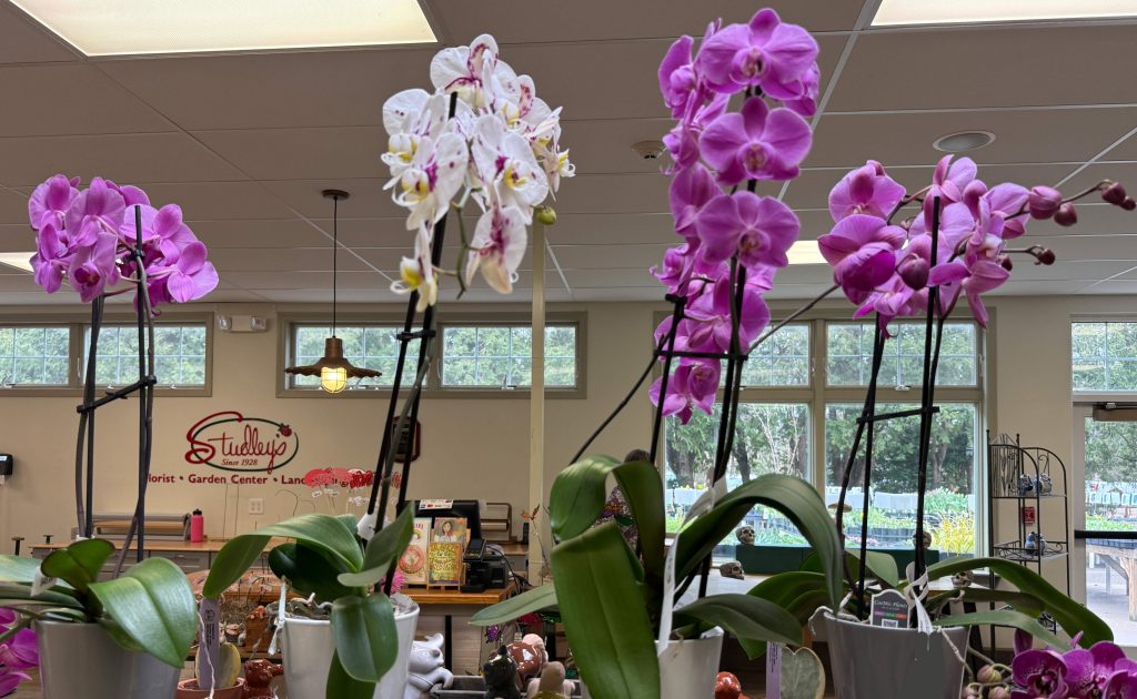 Organized and inviting floral shop at Studley’s Flower Gardens with seasonal gifts and fresh arrangements