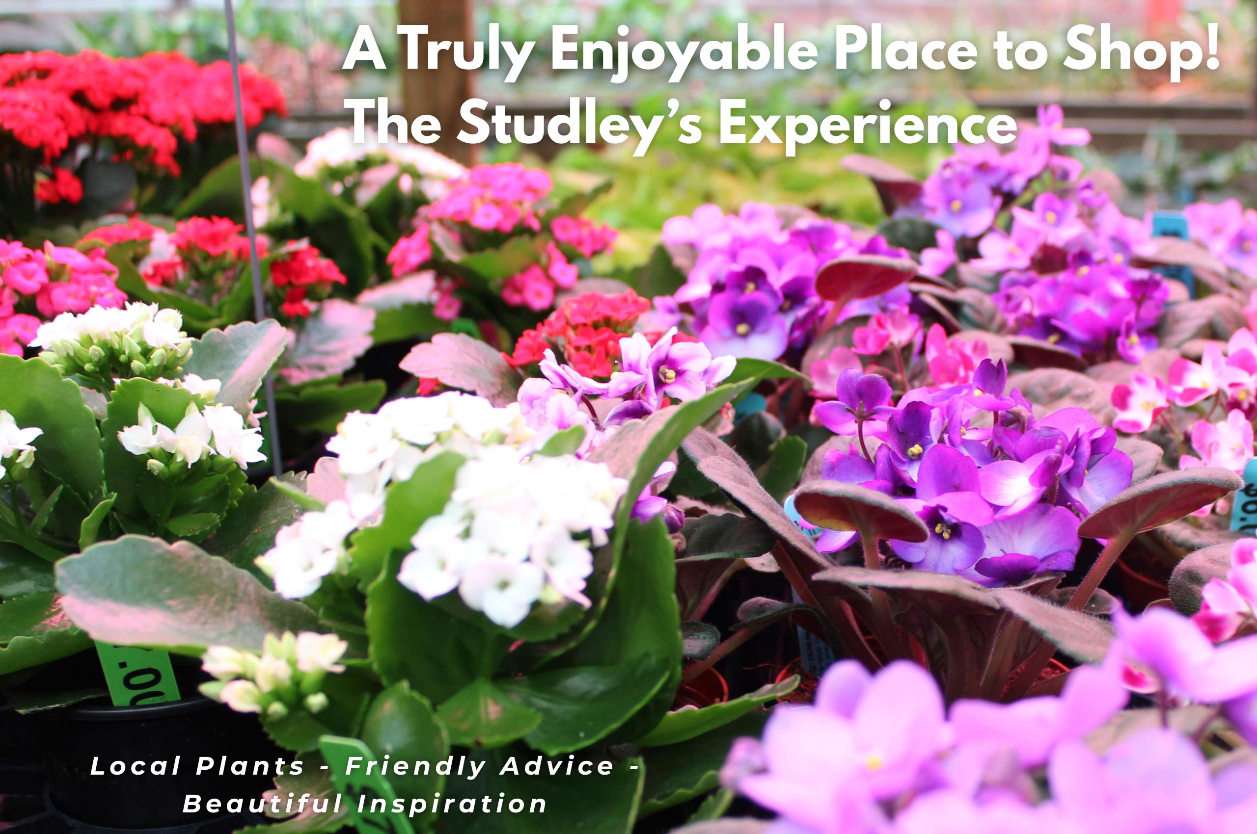 Peaceful shopping experience at Studley’s Flower Gardens surrounded by plants, flowers, and natural beauty