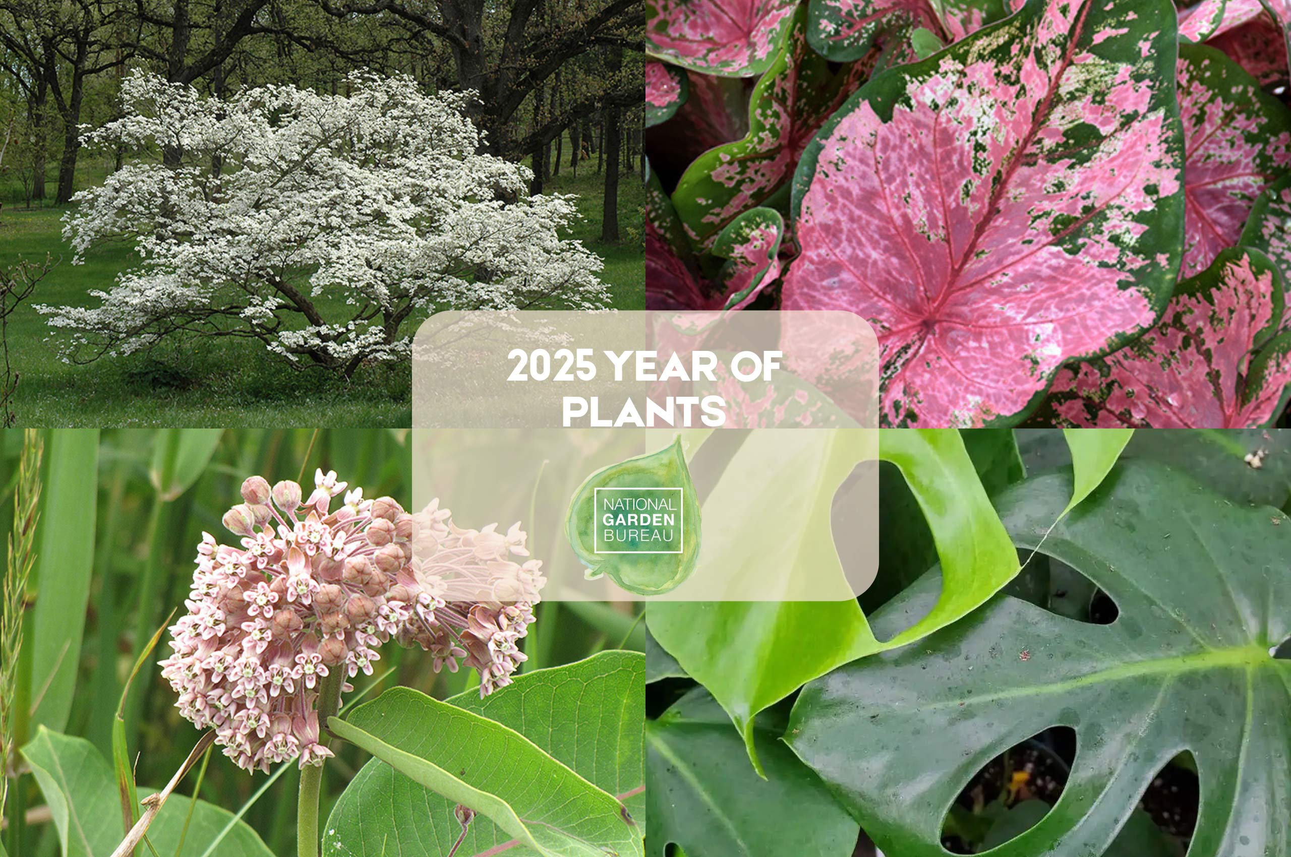2025 Year of Plants featuring plants available at Studley’s Garden Center; Dogwood, Asclepias, Caladium, Monstera