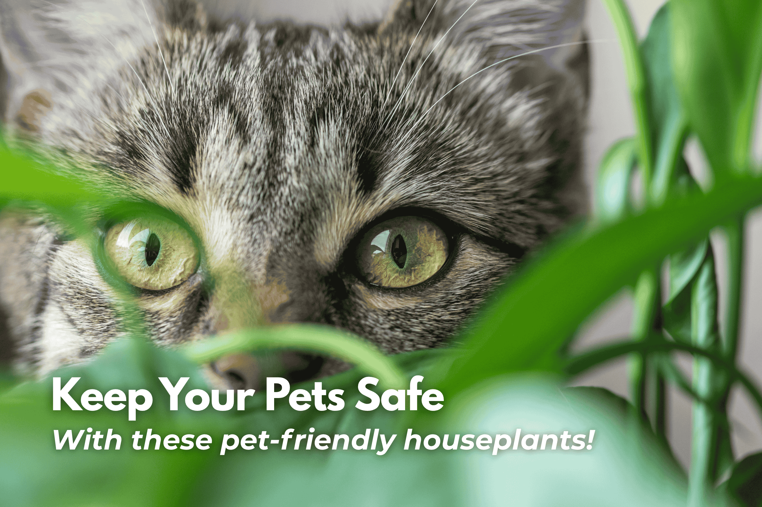 Pet-friendly houseplants to keep your furry friends safe.