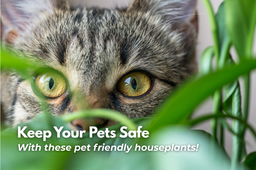 Pet friendly houseplants to keep your furry friends safe.