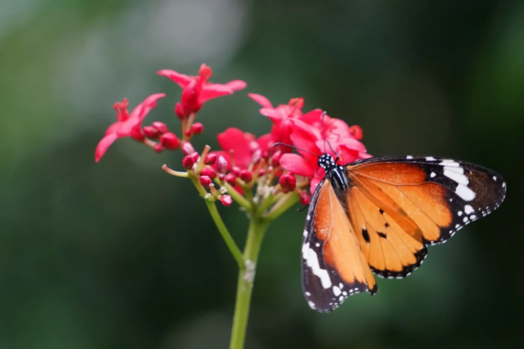 Butterfly sucking nectar from red flower