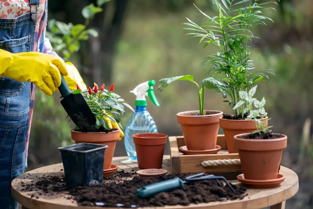 A person transplanting flowers into terracotta pots