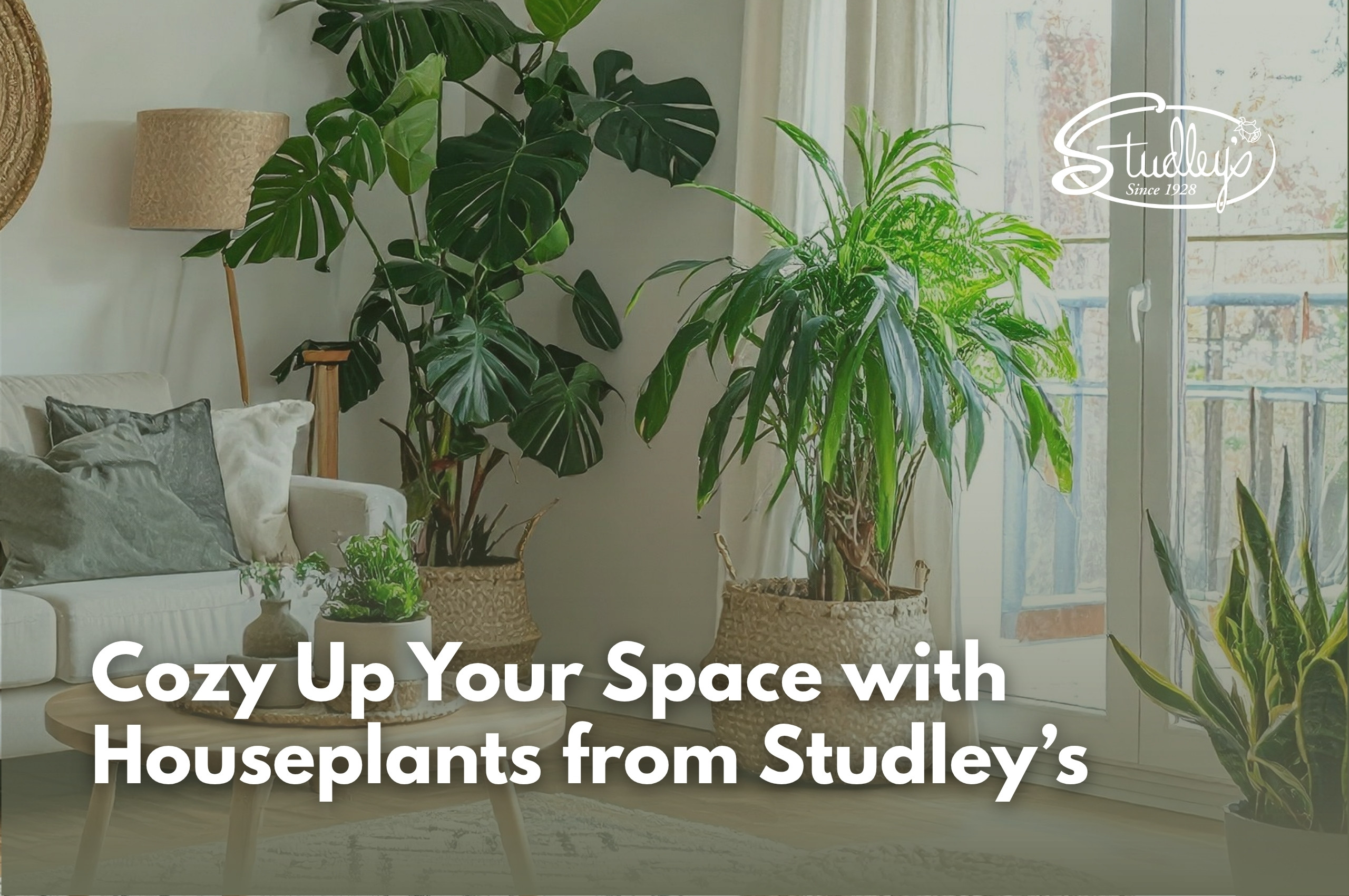 How incorporating houseplants into your space can transform a gloomy area into a warm and inviting space.