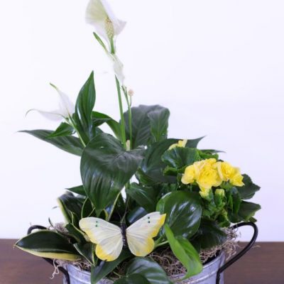 European Garden Classic