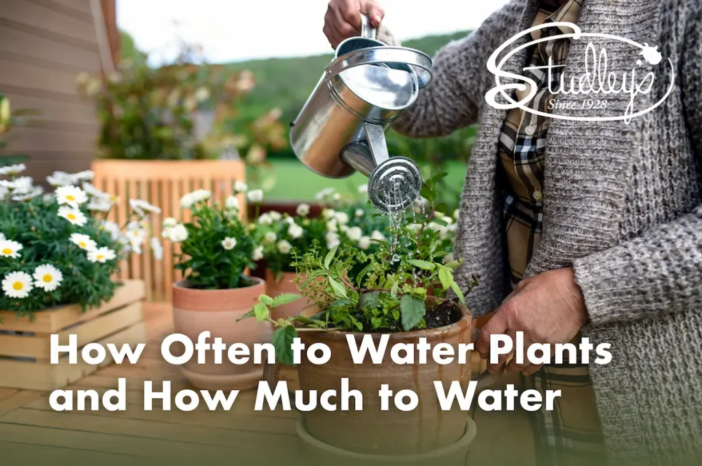 How Often to Water Plants and How Much to Water