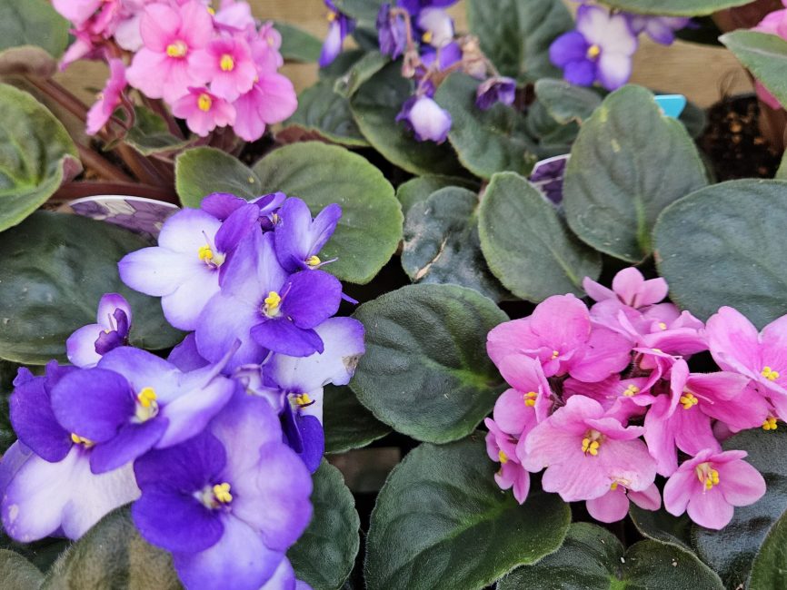 african violet detail image