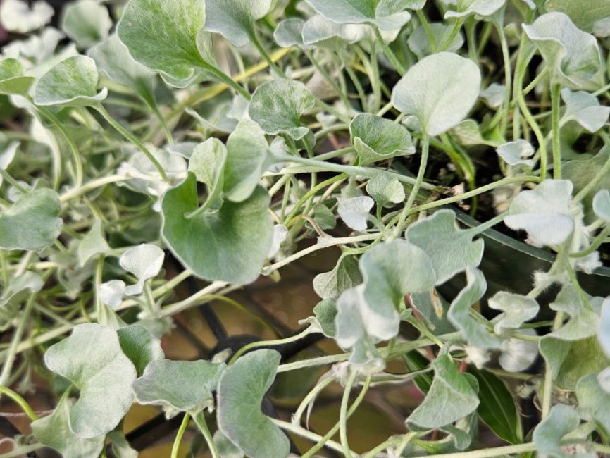 Silver Falls Dichondra trailing silver foliage by Studley Flower Gardens detail image