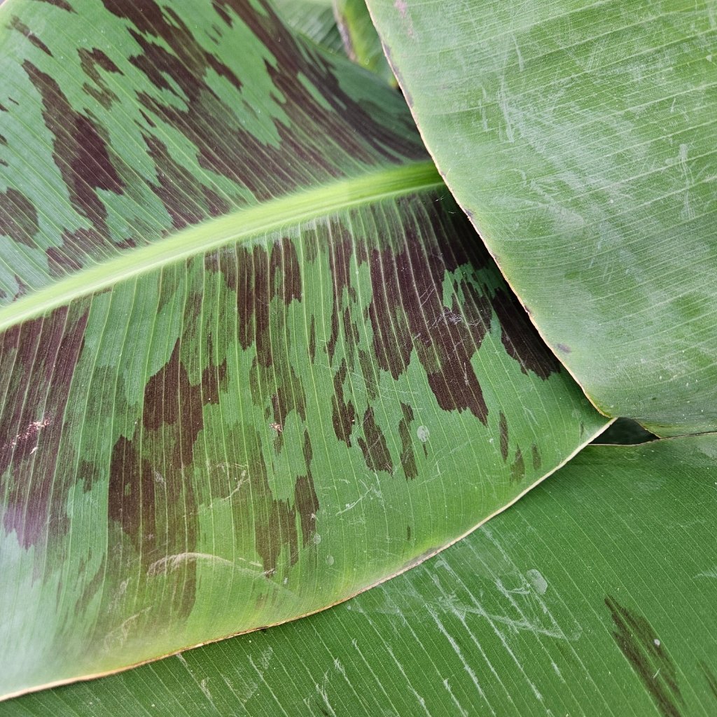 Dwarf Cavendish Banana - Image 2