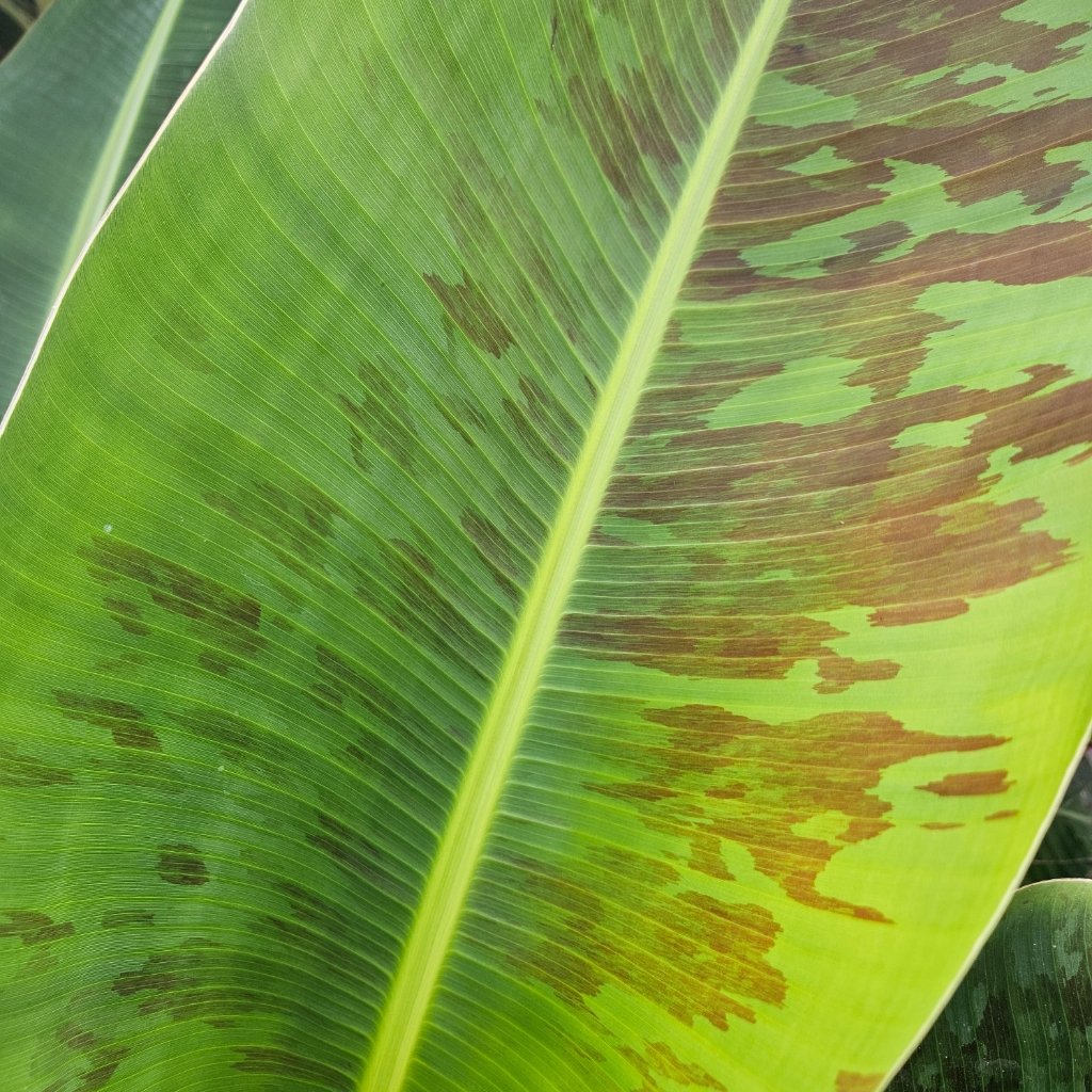 Dwarf Cavendish Banana - Image 3