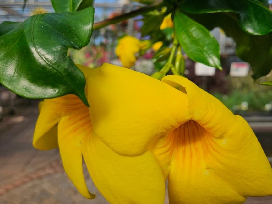 brown bud allamanda detail image